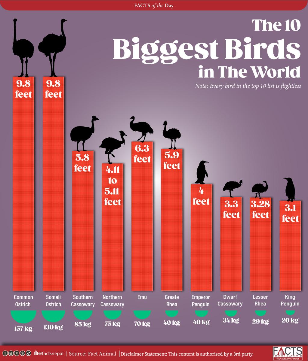 Common Ostrich is the world's largest flightless bird, reaching a height of 9.8 feet.