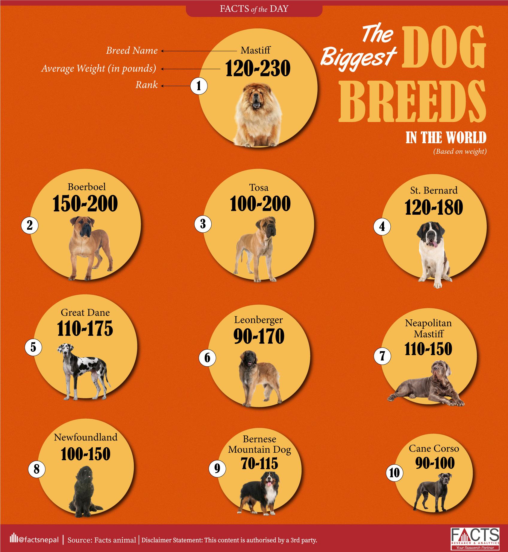 With an average weight of 120-230 pounds, Mastiff is the biggest dog breed in the world.